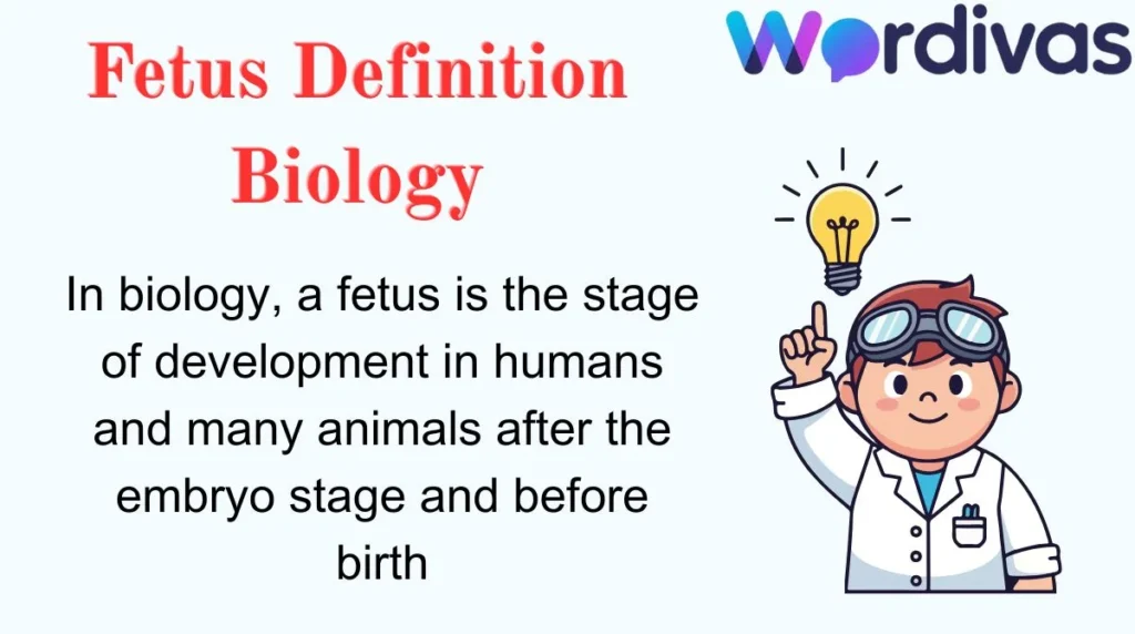 Fetus Definition Biology