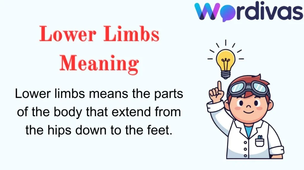 Lower Limbs Meaning