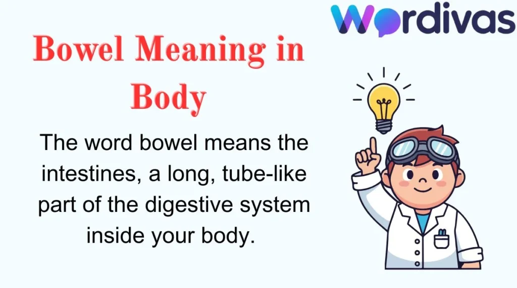 Bowel Meaning in Body