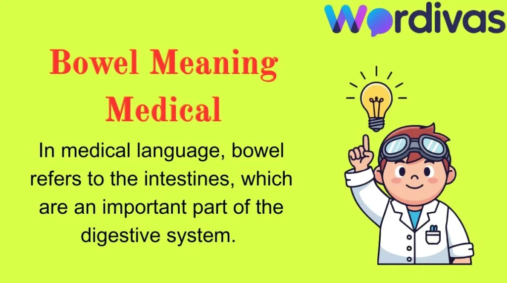 Bowel Meaning Medical