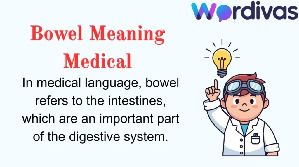 Bowel Meaning Medical