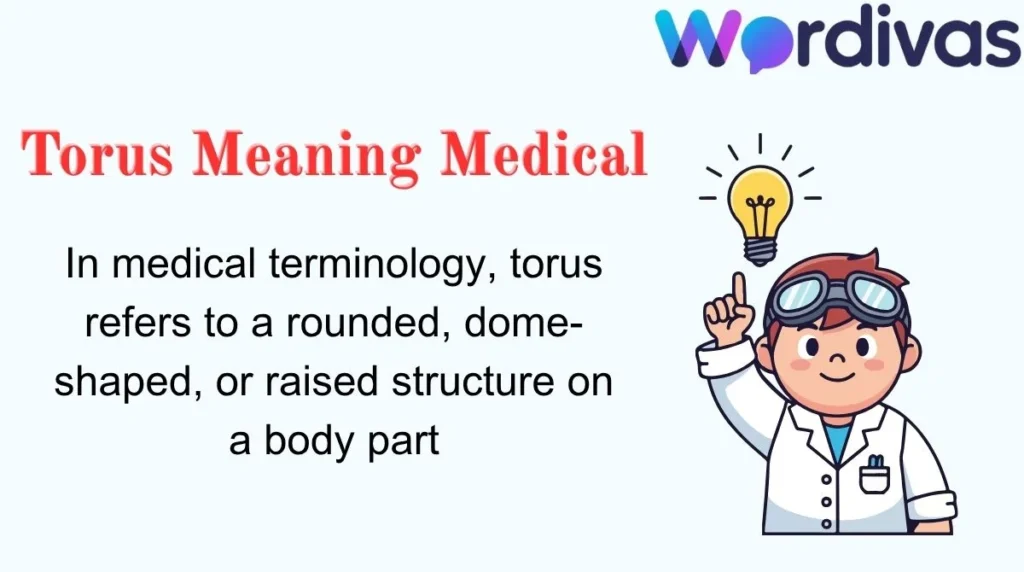 Torus Meaning Medical