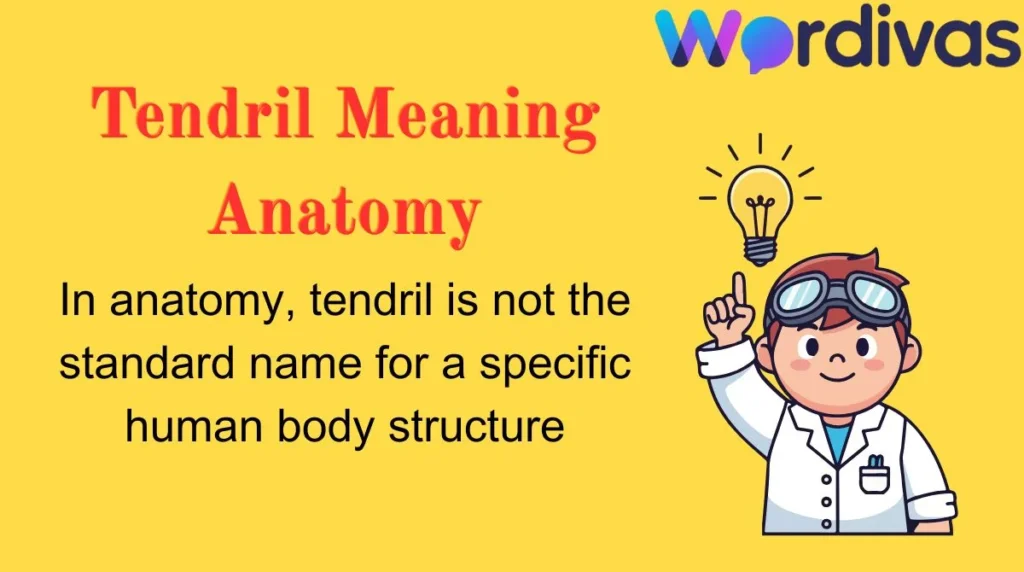 Tendril Meaning Anatomy