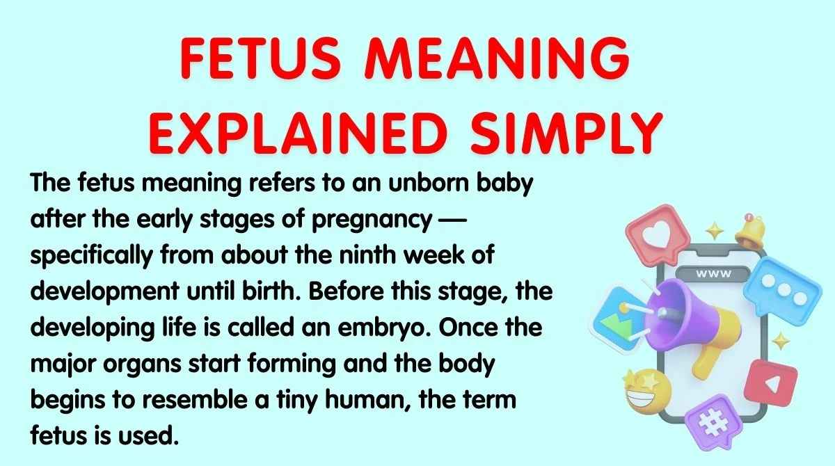 Fetus Meaning Explained Simply