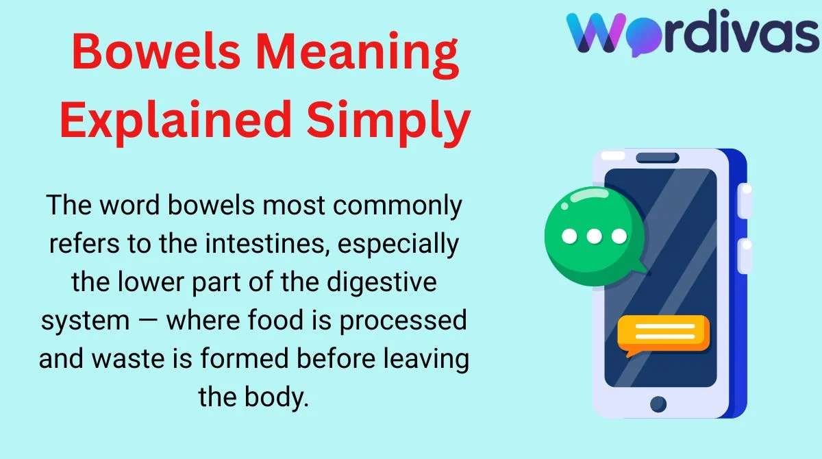 Bowels Meaning Explained Simply