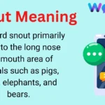 Snout Meaning